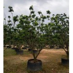 黄皮果树 基地供应丛生假植苗 批发移栽苗公园小区景观树2-2.5-3米